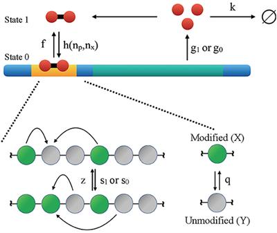 Quantifying the Stability of Coupled Genetic and Epigenetic Switches With Variational Methods